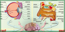 ZMYSLOVÉ ORGÁNY